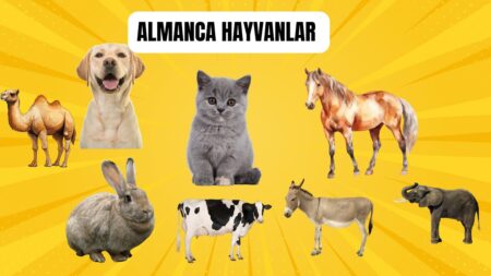 Almanca Hayvanlar ve Artikelleri
