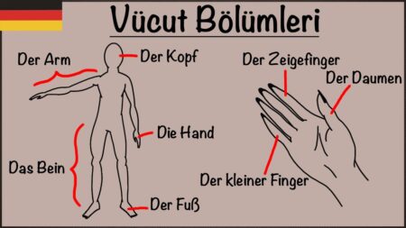 Almanca Vücut Bölümleri ve Artikelleri