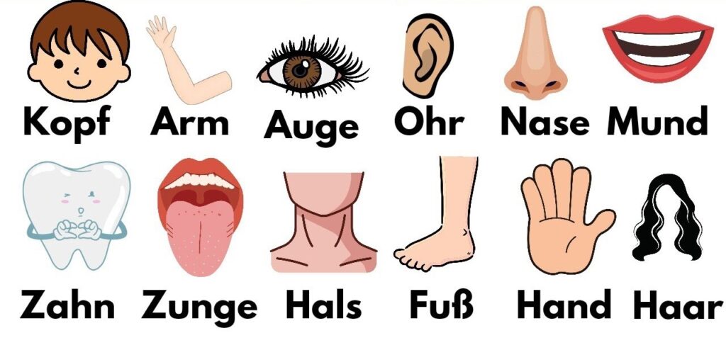 Almanca Vücut Bölümleri ve Artikelleri